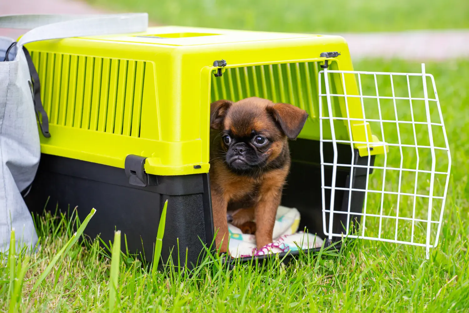Buying a Belgian Dwarf Griffon puppy means taking responsibility! Buy Belgian Dwarf Griffon puppies.