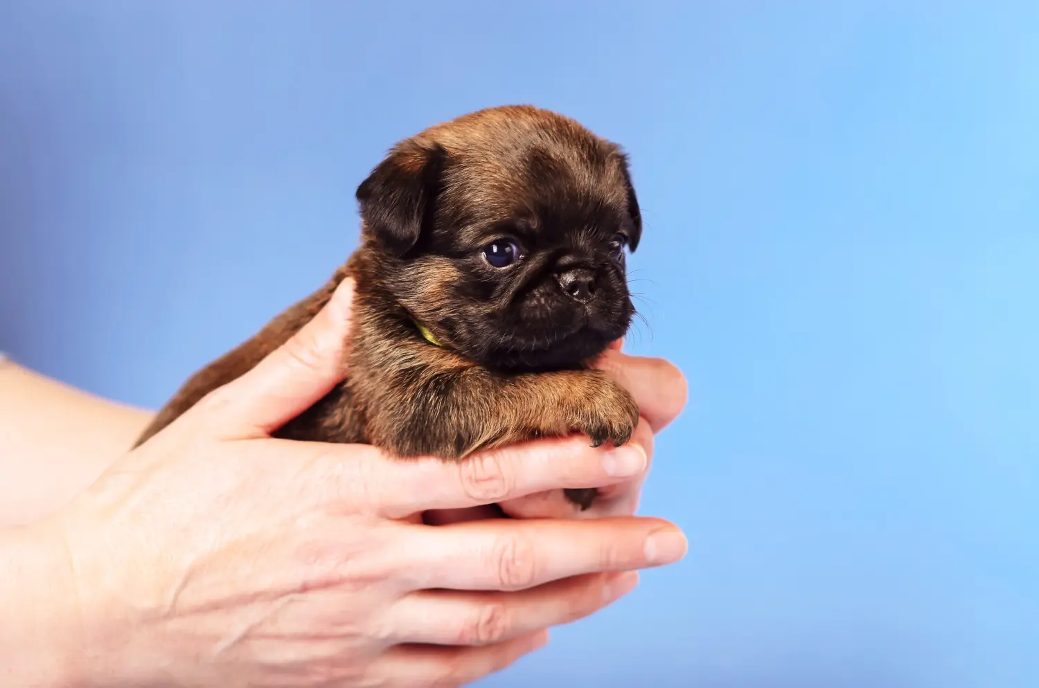 Buying a Belgian Dwarf Griffon puppy means taking responsibility! Buy Belgian Dwarf Griffon puppies.