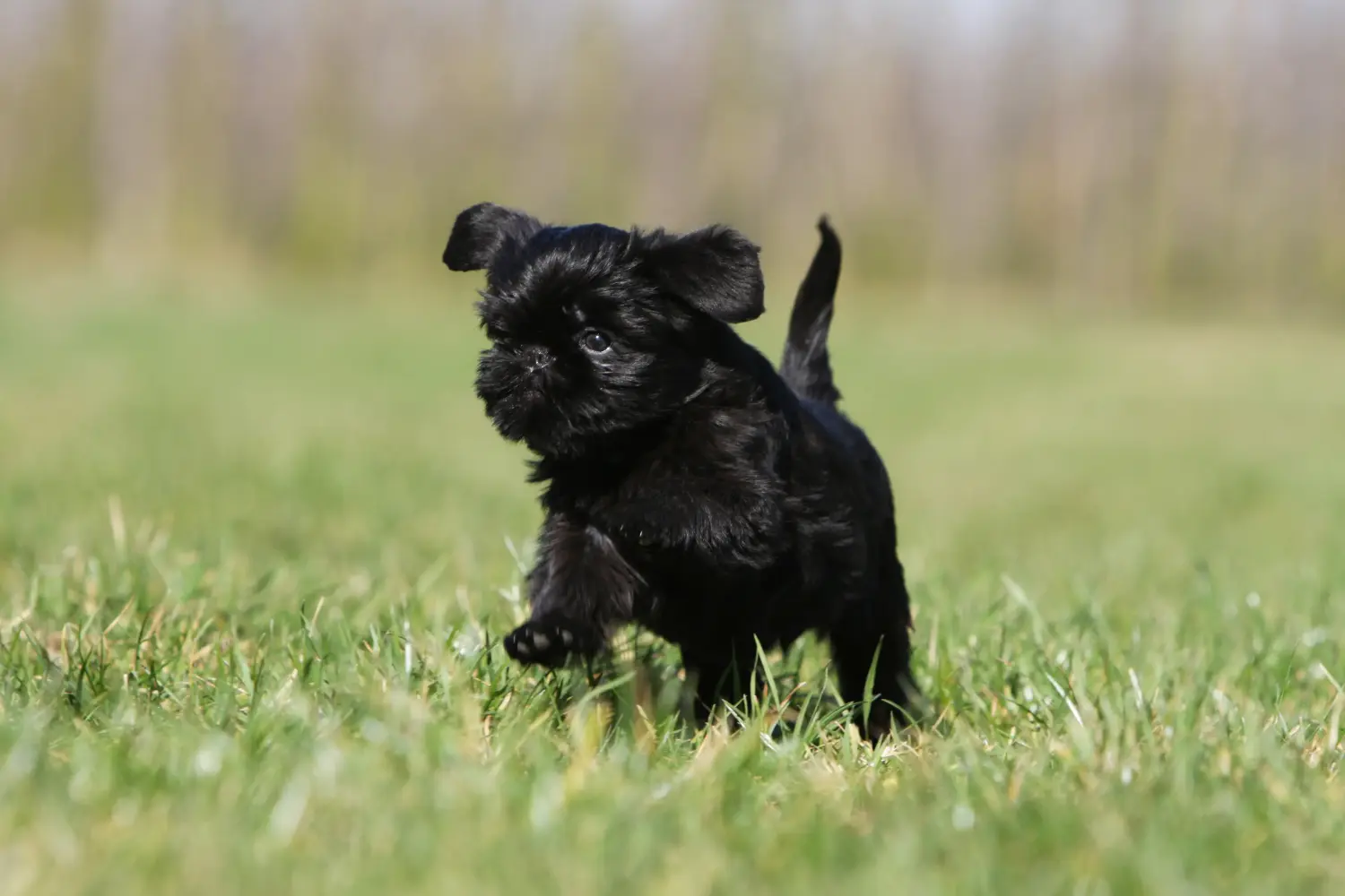 Buying a Belgian Dwarf Griffon puppy means taking responsibility! Buy Belgian Dwarf Griffon puppies.