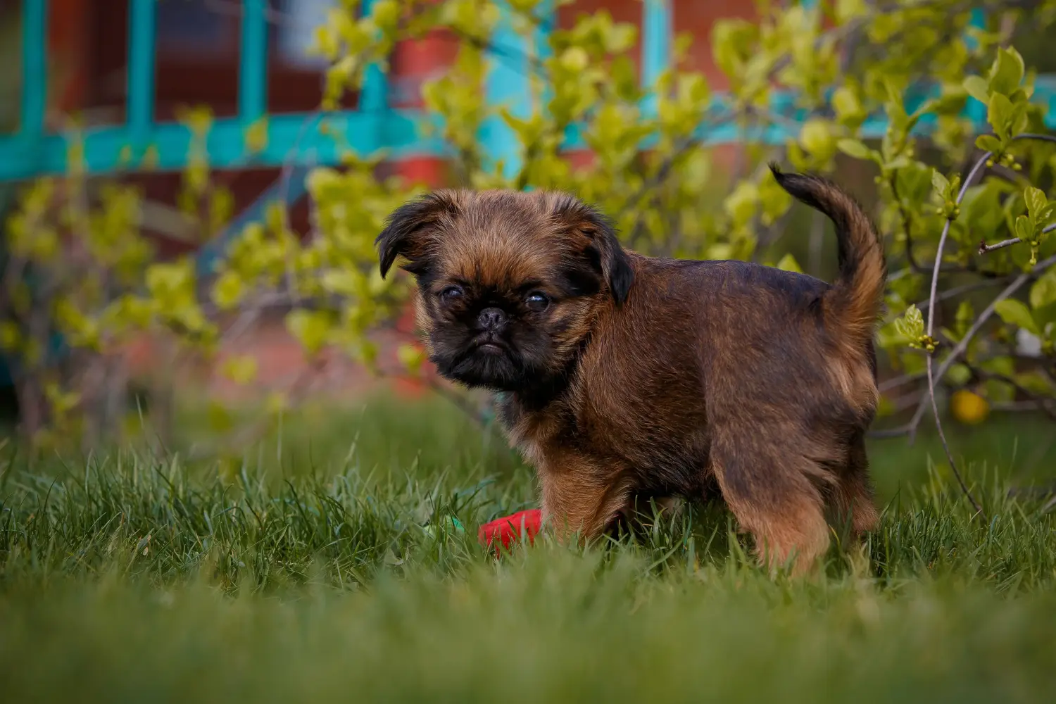 Buying a Belgian Dwarf Griffon puppy means taking responsibility! Buy Belgian Dwarf Griffon puppies.