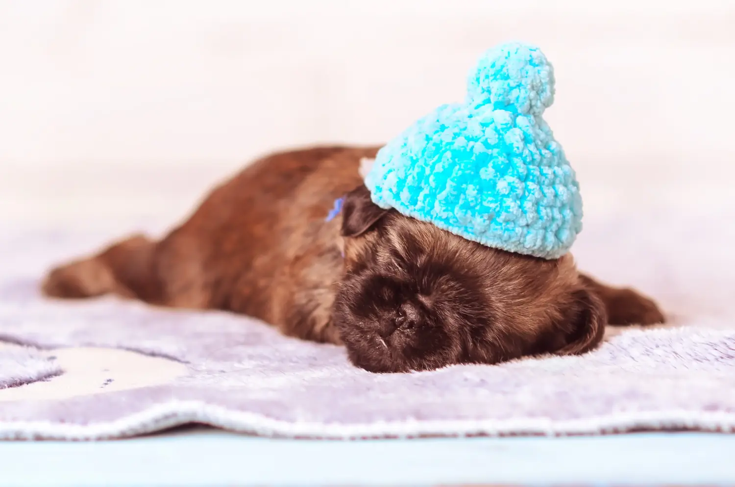 Buying a Belgian Dwarf Griffon puppy means taking responsibility! Buy Belgian Dwarf Griffon puppies.