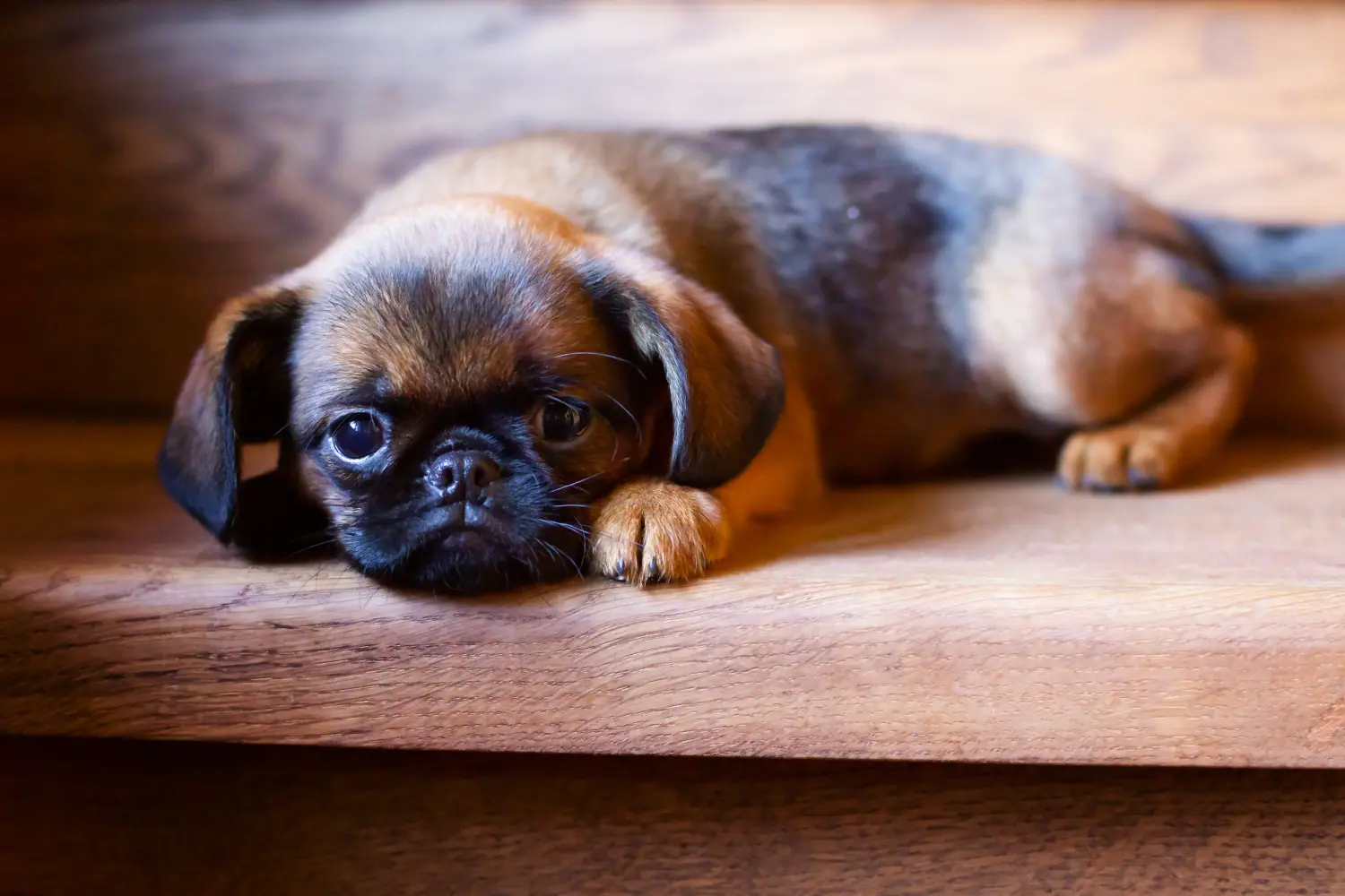 Buying a Belgian Dwarf Griffon puppy means taking responsibility! Buy Belgian Dwarf Griffon puppies.