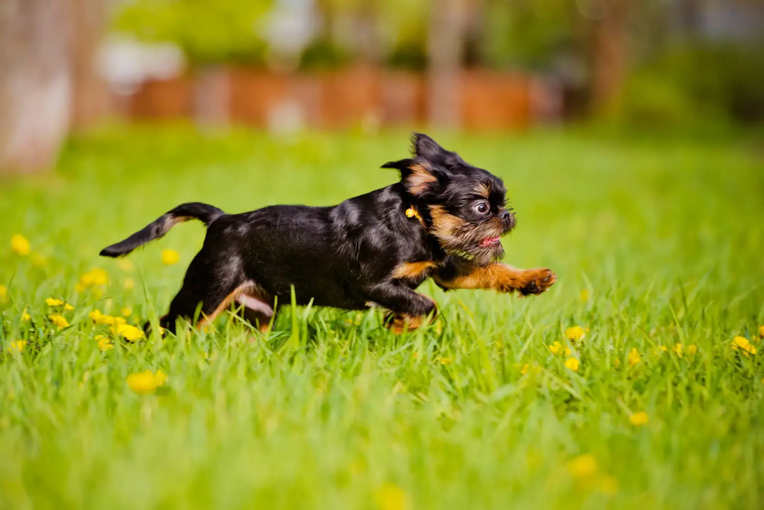 Buying a Belgian Dwarf Griffon puppy means taking responsibility! Buy Belgian Dwarf Griffon puppies.