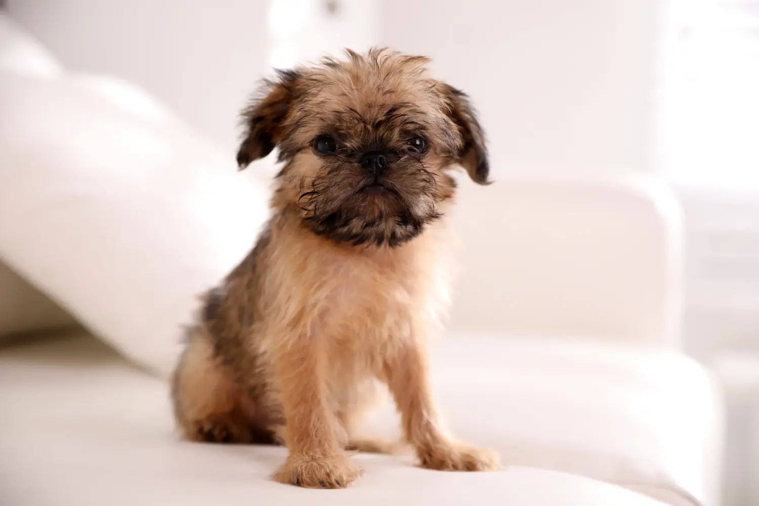 Buying a Belgian Dwarf Griffon puppy means taking responsibility! Buy Belgian Dwarf Griffon puppies.