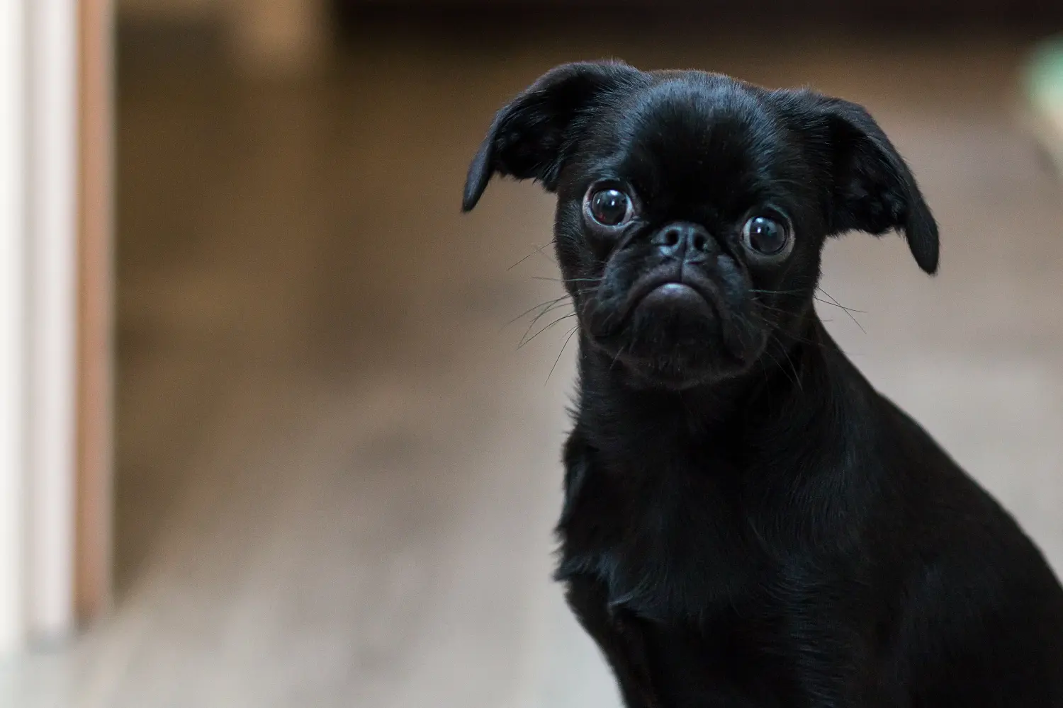 Buying a Belgian Dwarf Griffon puppy means taking responsibility! Buy Belgian Dwarf Griffon puppies.