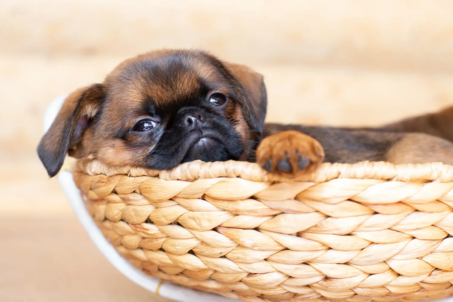 Buying a Belgian Dwarf Griffon puppy means taking responsibility! Buy Belgian Dwarf Griffon puppies.