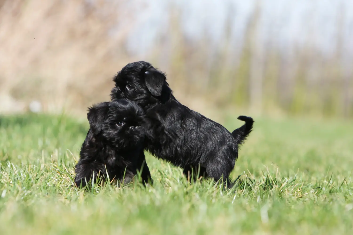 Buying a Belgian Dwarf Griffon puppy means taking responsibility! Buy Belgian Dwarf Griffon puppies.