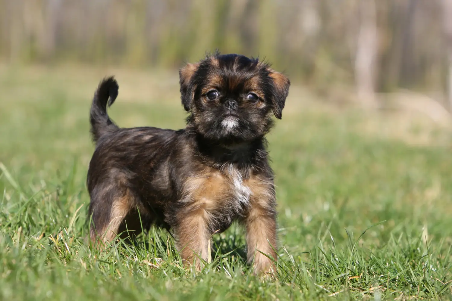 Buying a Belgian Dwarf Griffon puppy means taking responsibility! Buy Belgian Dwarf Griffon puppies.