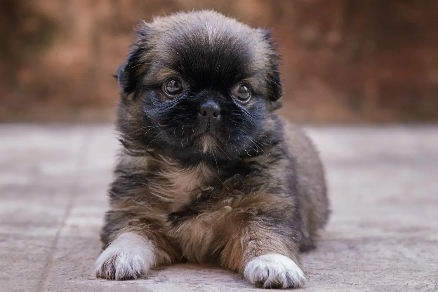 Buying a Belgian Dwarf Griffon puppy means taking responsibility! Buy Belgian Dwarf Griffon puppies.