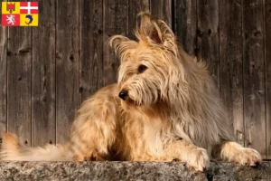 Read more about the article Berger de Picardie breeders and puppies in Auvergne-Rhône-Alpes