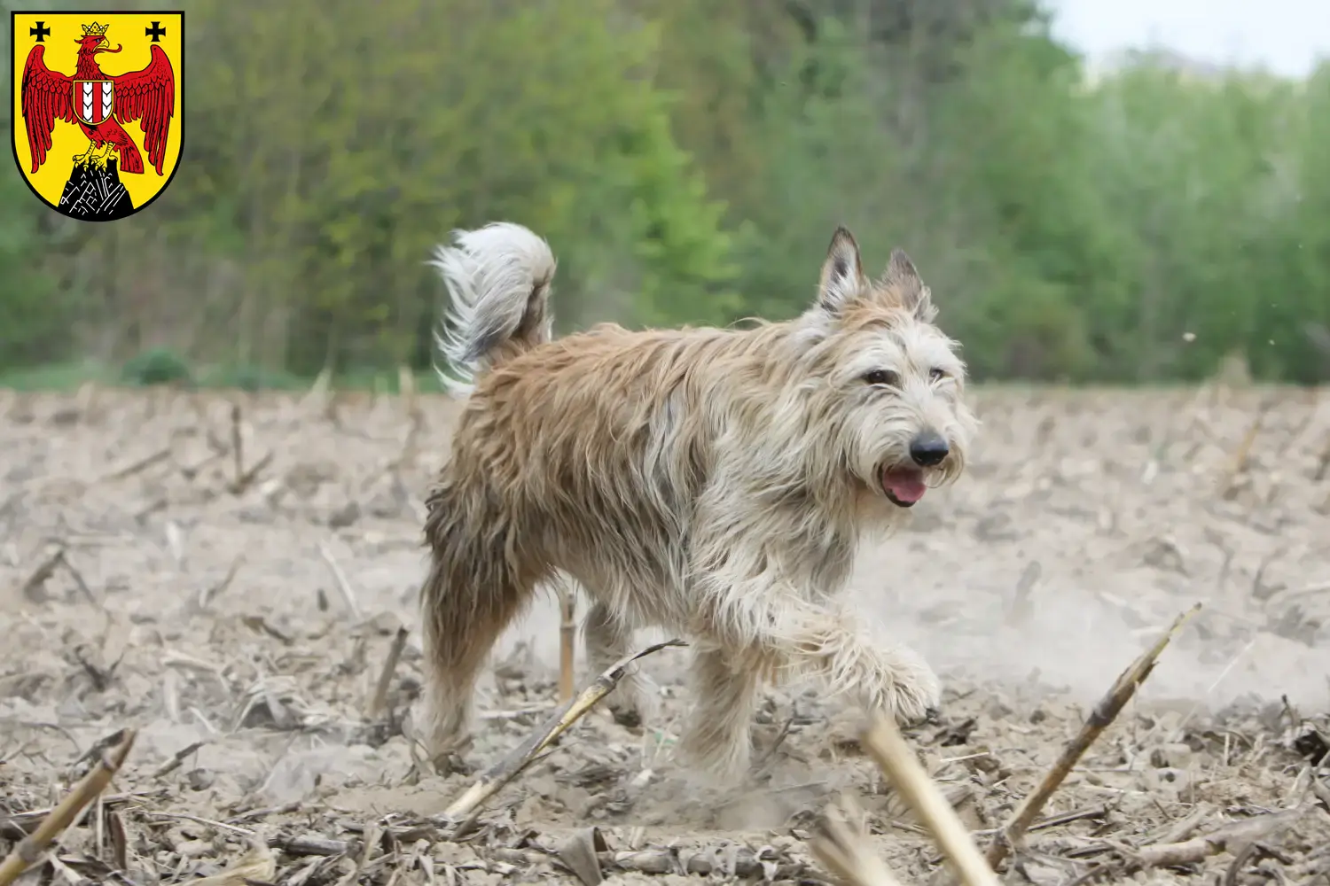 Berger de Picardie puppies and breeders Burgenland Here you can find Berger de Picardies breeders im Burgenland.