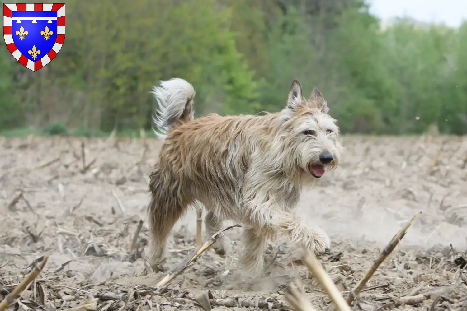 Berger de Picardie puppies and breeders Centre-Val de Loire Here you can find Berger de Picardies breeders in Centre-Val de Loire.