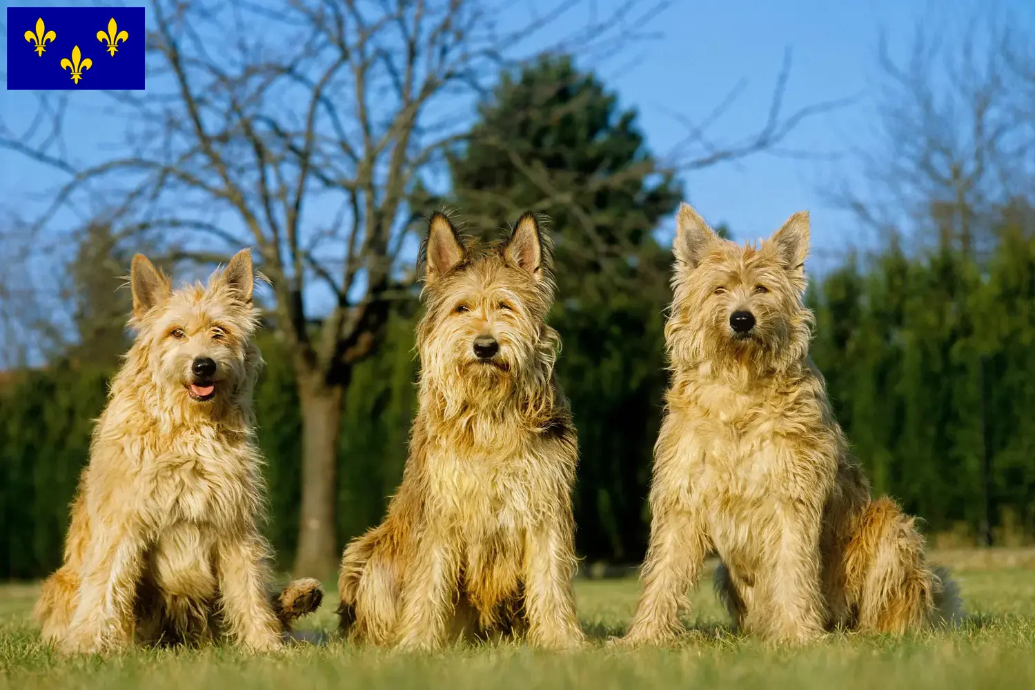 Berger de Picardie puppies and breeders Île-de-France Here you can find Berger de Picardies breeders in Île-de-France.