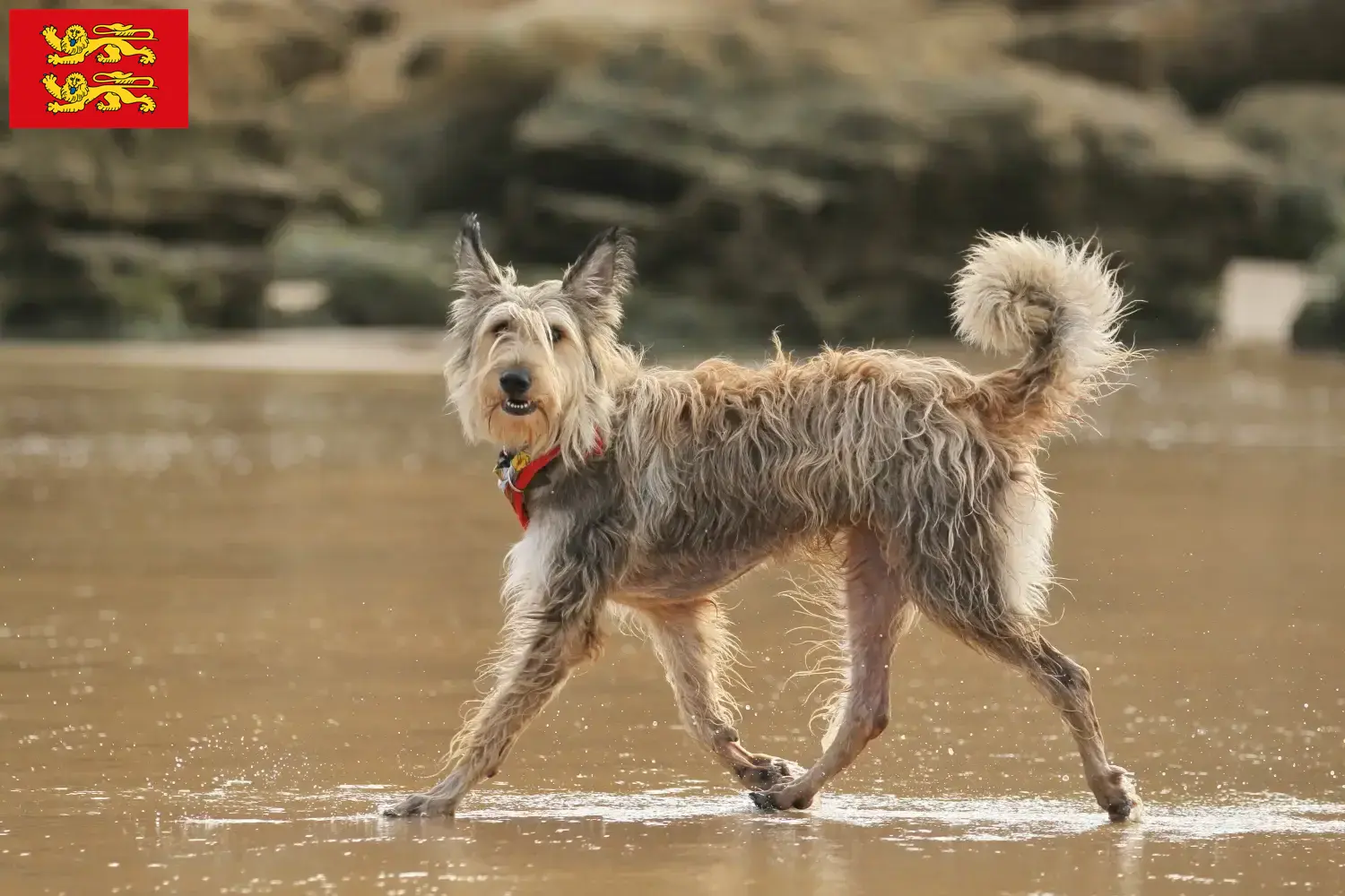 Berger de Picardie puppies and breeders Normandy Here you can find Berger de Picardies breeders in Normandy.