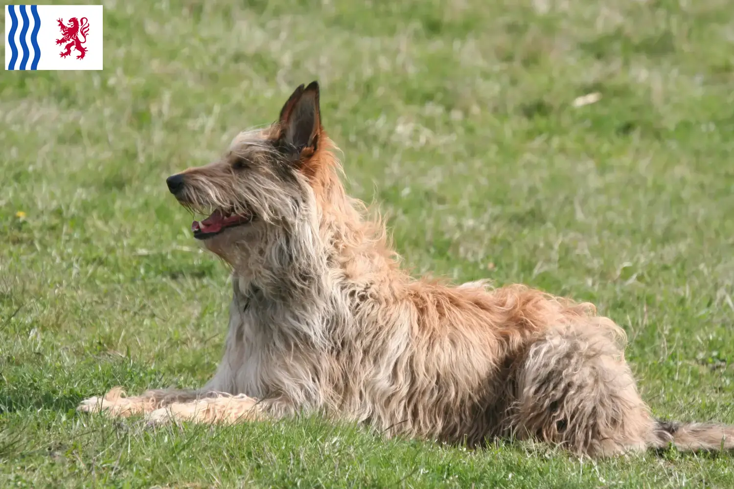 Berger de Picardie puppies and breeders Nouvelle-Aquitaine Here you can find Berger de Picardies breeders in Nouvelle-Aquitaine.