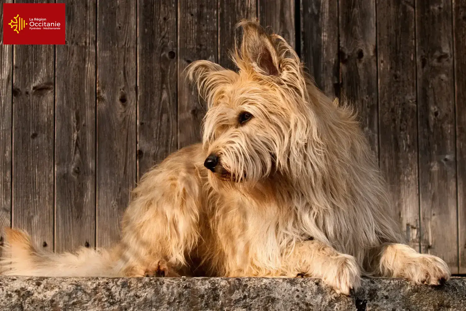 Berger de Picardie puppies and breeders Occitania Here you can find Berger de Picardies breeders in Occitania.