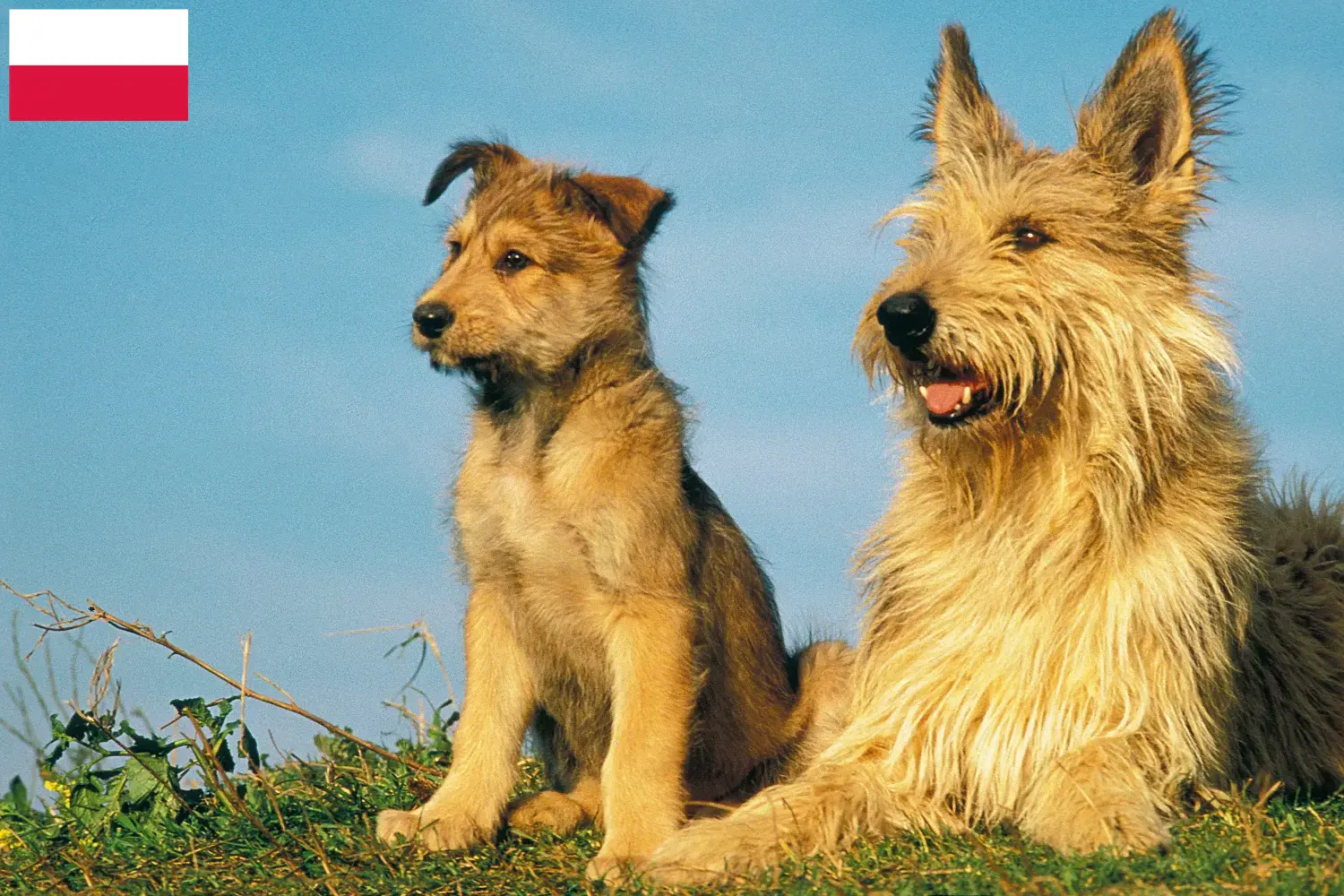 Berger de Picardie puppies and breeders Poland Here you can find Berger de Picardies breeders in Poland.