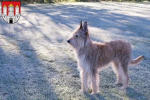 Read more about the article Berger de Picardie breeders and puppies in Salzburg