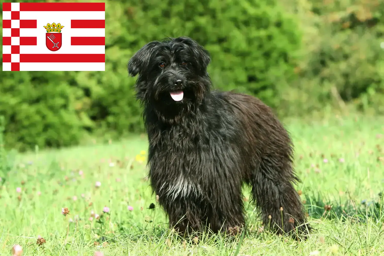 Berger des Pyrenees puppies and breeders Bremen Here you can find Berger des Pyrenees breeders in Bremen.