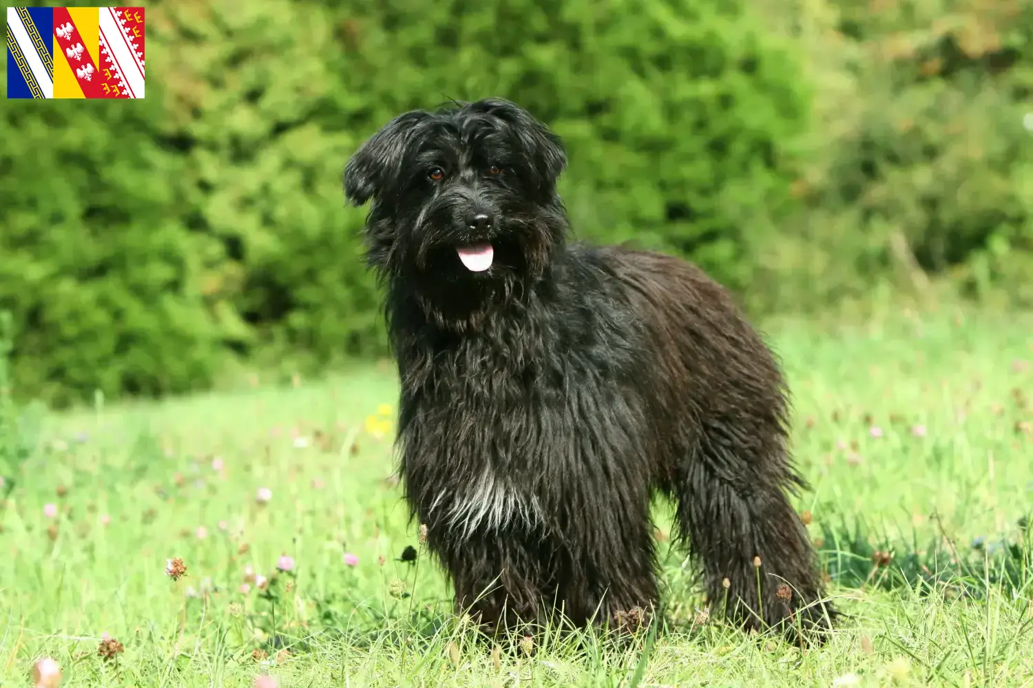 Berger des Pyrenees puppies and breeders Grand Est Here you will find Berger des Pyrenees breeders in Grand Est.