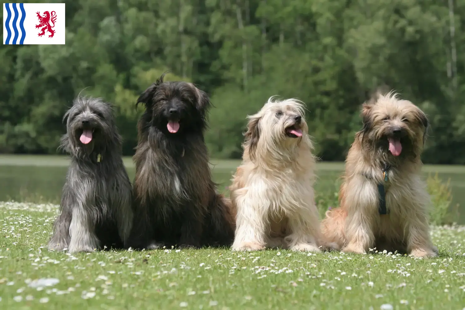 Berger des Pyrenees puppies and breeders Nouvelle-Aquitaine Here you can find Berger des Pyrenees breeders in Nouvelle-Aquitaine.