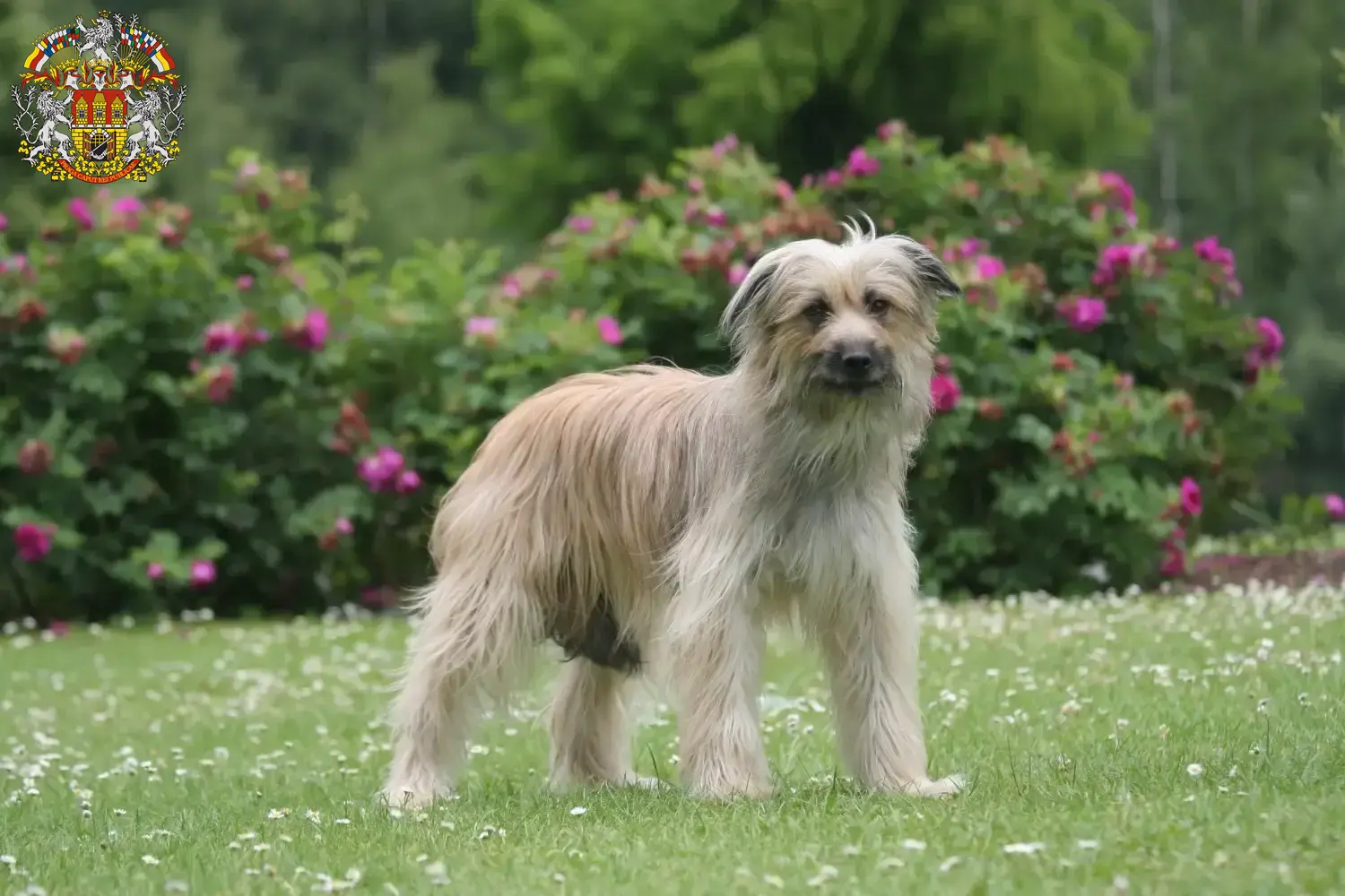 Berger des Pyrenees puppies and breeders Prague Here you can find Berger des Pyrenees breeders in Prague.