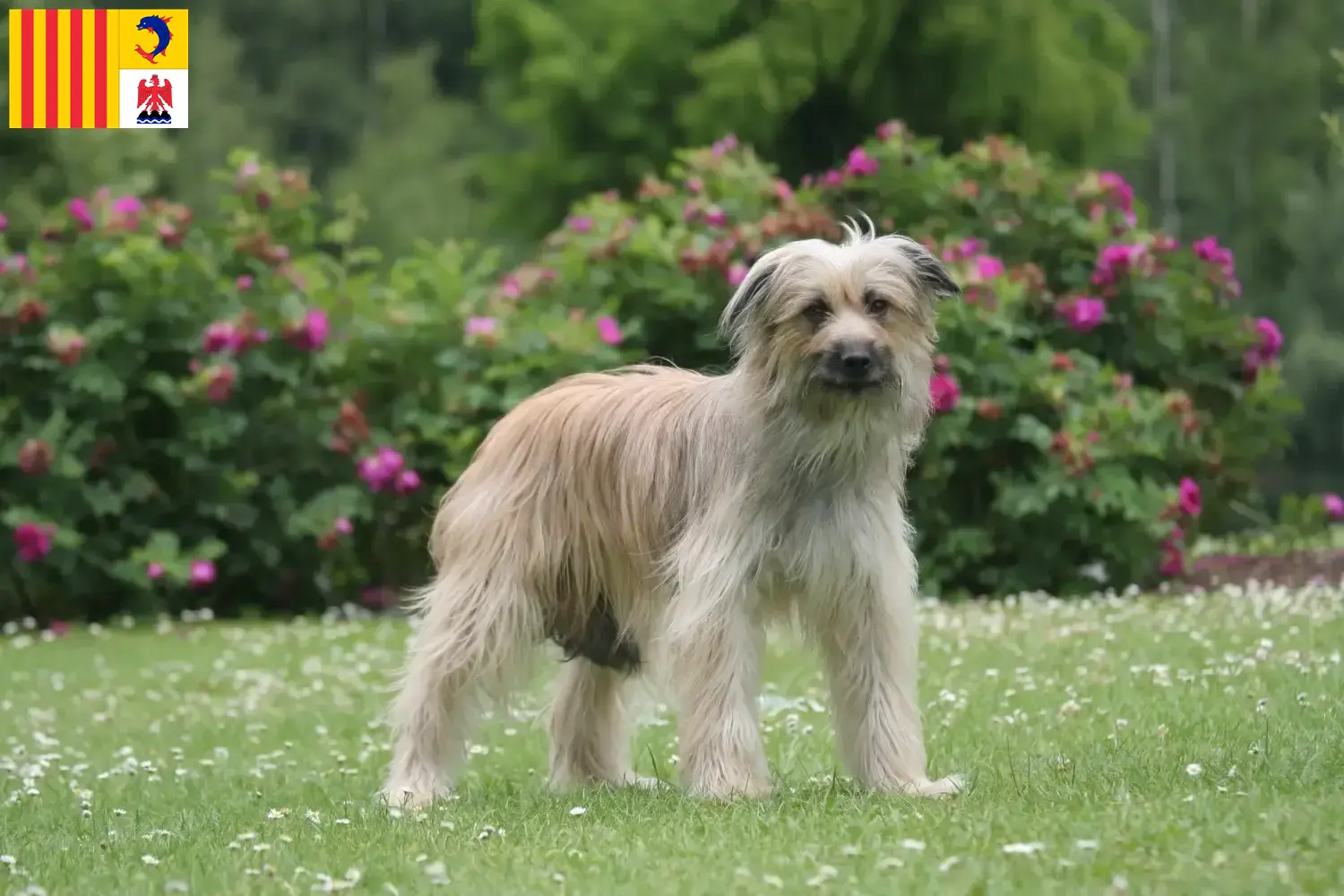 Read more about the article Berger des Pyrenees breeders and puppies in Provence-Alpes-Côte d’Azur