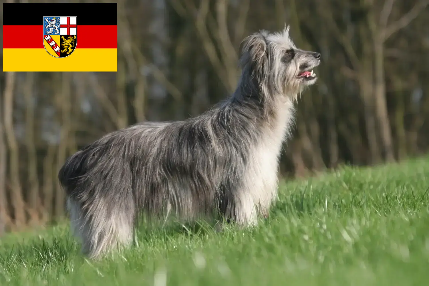 Berger des Pyrenees puppies and breeders Saarland Here you can find Berger des Pyrenees breeders im Saarland.