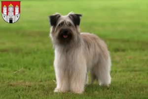 Read more about the article Berger des Pyrenees breeders and puppies in Salzburg