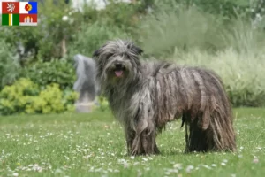 Read more about the article Berger des Pyrenees breeders and puppies in South Bohemia