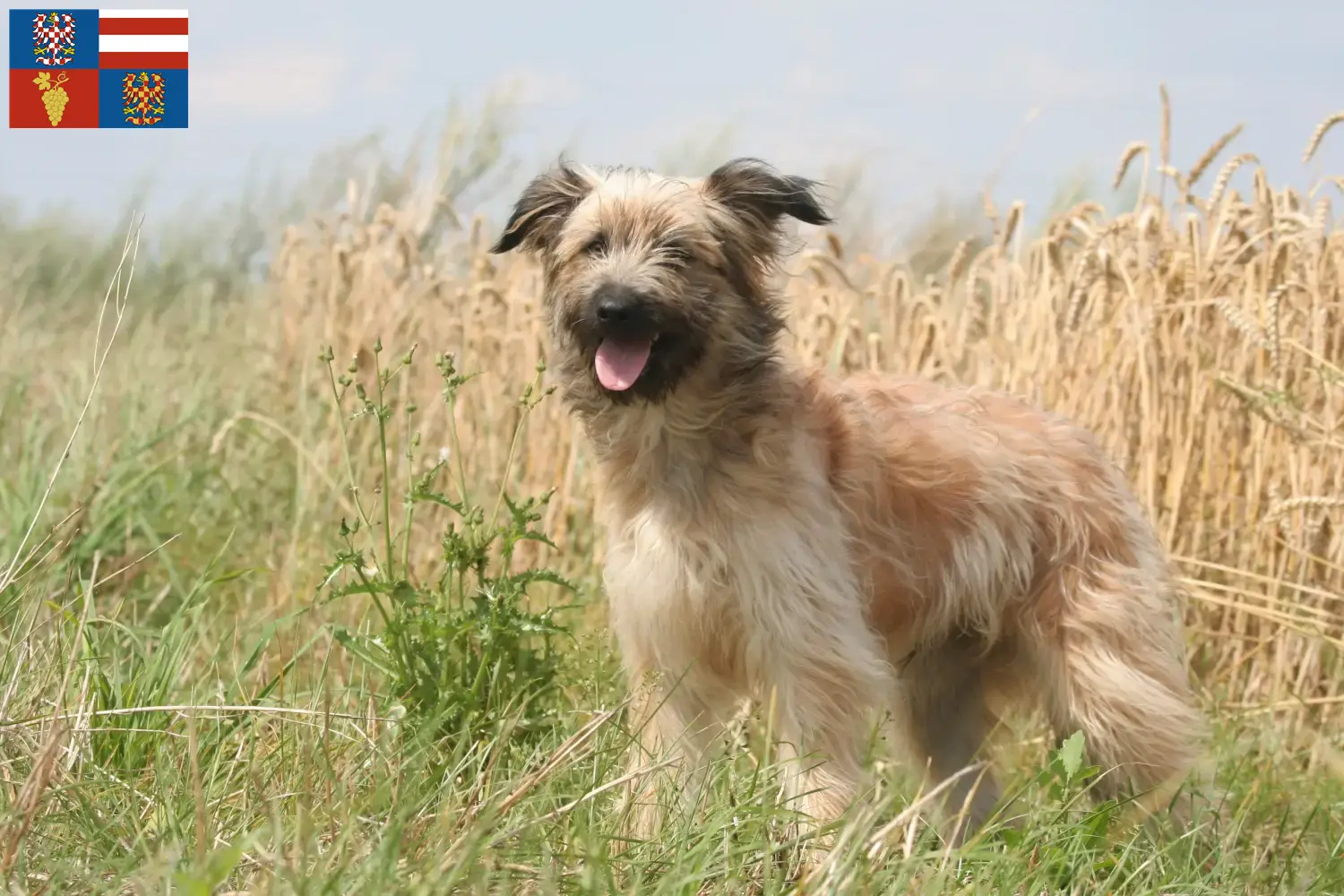 Berger des Pyrenees puppies and breeders South Moravia Here you can find Berger des Pyrenees breeders in South Moravia.