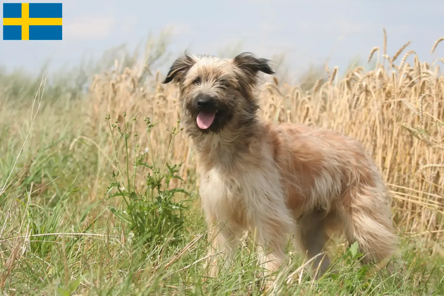 Berger des Pyrenees puppies and breeders Sweden Here you can find Berger des Pyrenees breeders in Sweden.