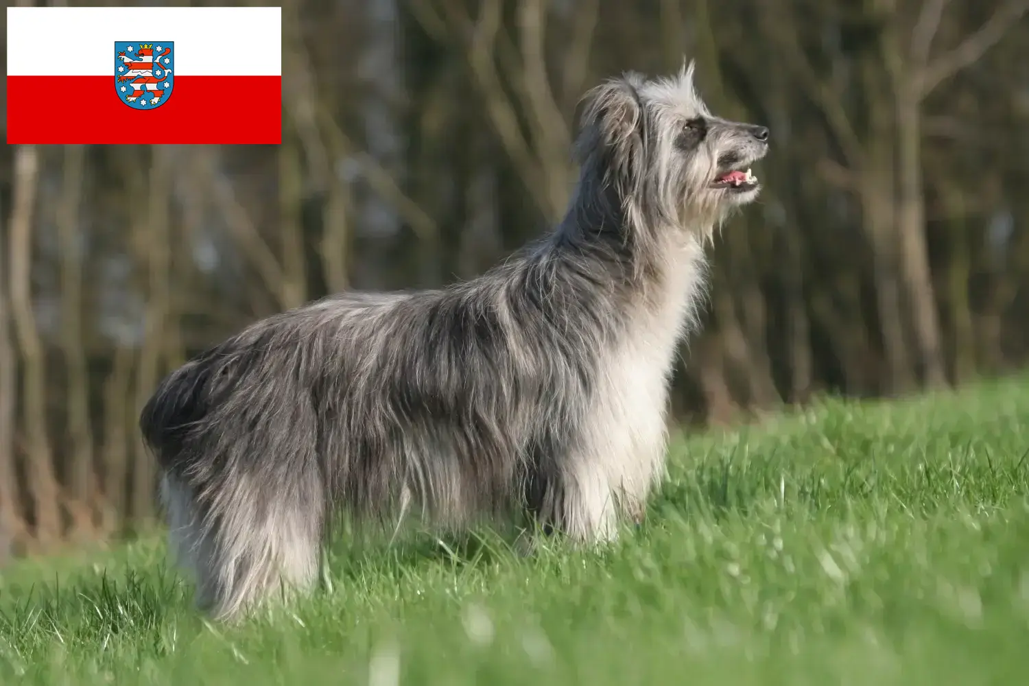 Berger des Pyrenees puppies and breeders Thuringia Here you can find Berger des Pyrenees breeders in Thuringia.