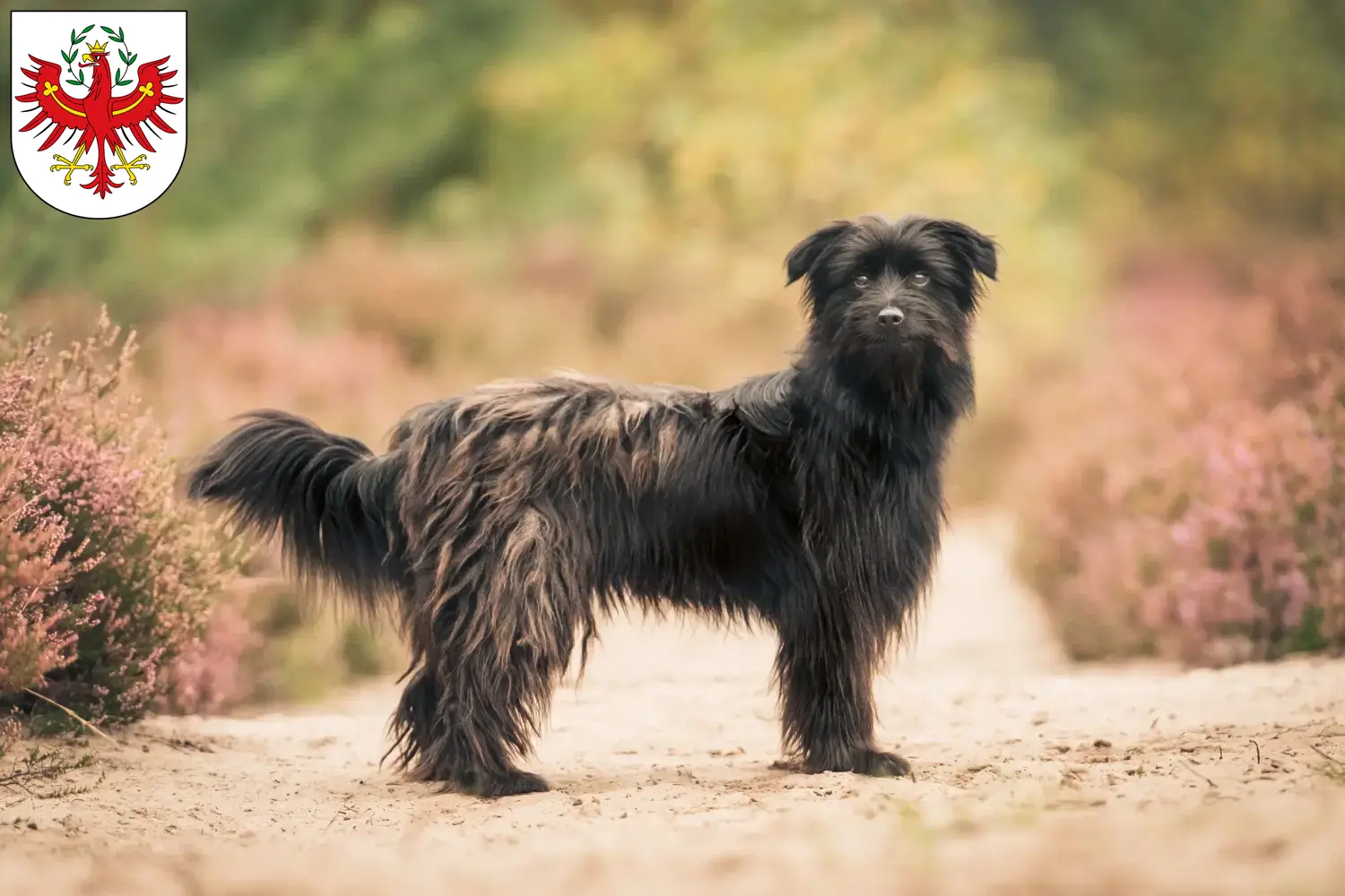 Berger des Pyrenees puppies and breeders Tyrol Here you can find Berger des Pyrenees breeders in Tyrol.