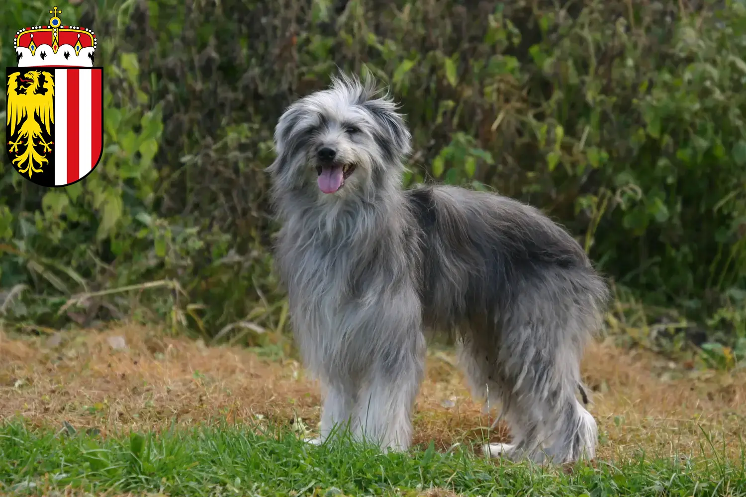 Berger des Pyrenees puppies and breeders Upper Austria Here you can find Berger des Pyrenees breeders in Upper Austria.