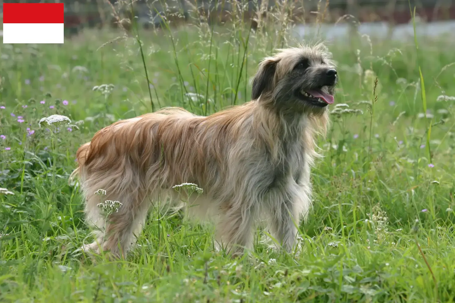 Berger des Pyrenees puppies and breeders Vienna Here you can find Berger des Pyrenees breeders in Vienna.