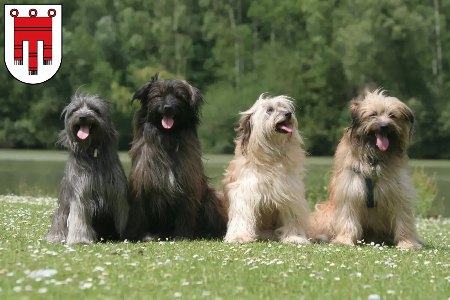 Berger des Pyrenees puppies and breeders Vorarlberg Here you can find Berger des Pyrenees breeders in Vorarlberg.