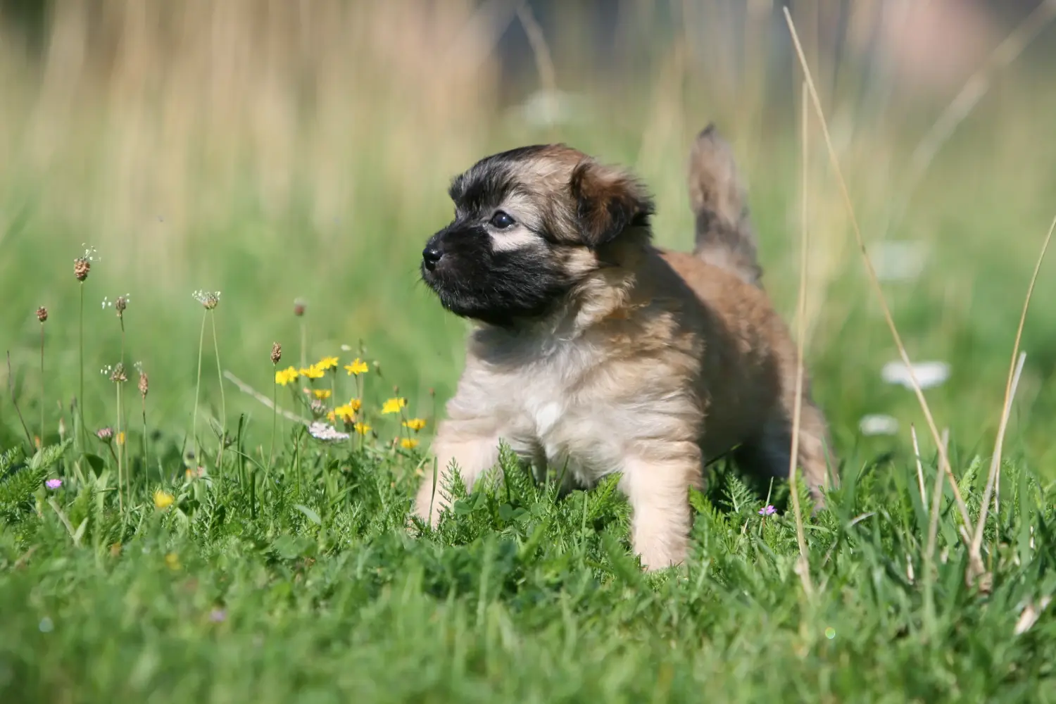 Buying a Berger des Pyrenees puppy means taking responsibility! Buy Berger des Pyrenees puppies.