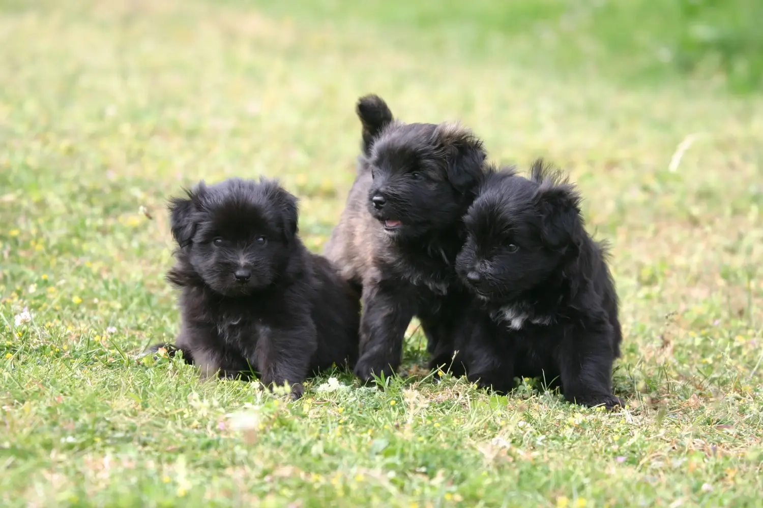 Buying a Berger des Pyrenees puppy means taking responsibility! Buy Berger des Pyrenees puppies.