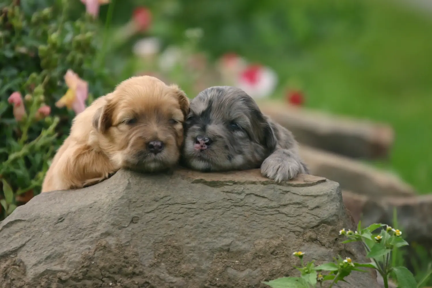 Buying a Berger des Pyrenees puppy means taking responsibility! Buy Berger des Pyrenees puppies.
