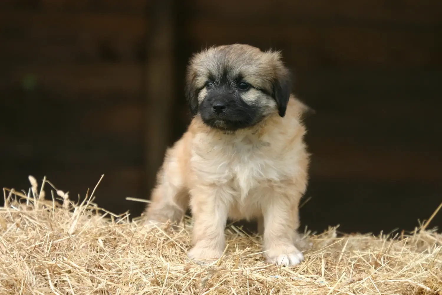 Buying a Berger des Pyrenees puppy means taking responsibility! Buy Berger des Pyrenees puppies.