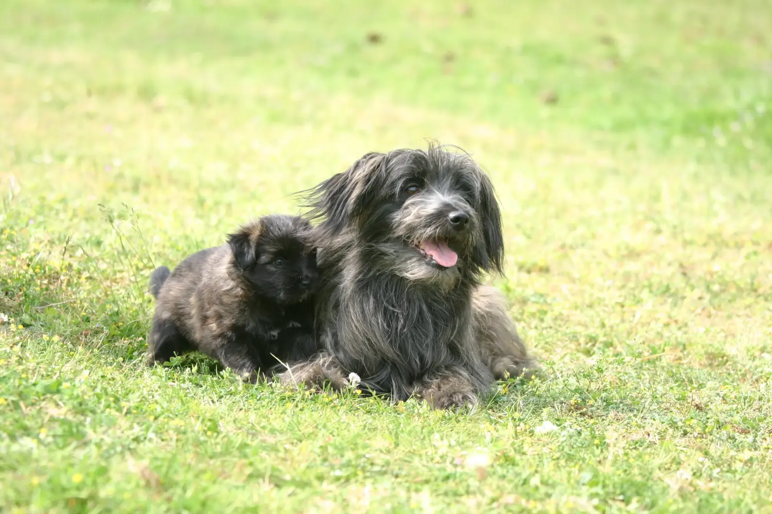 Buying a Berger des Pyrenees puppy means taking responsibility! Buy Berger des Pyrenees puppies.