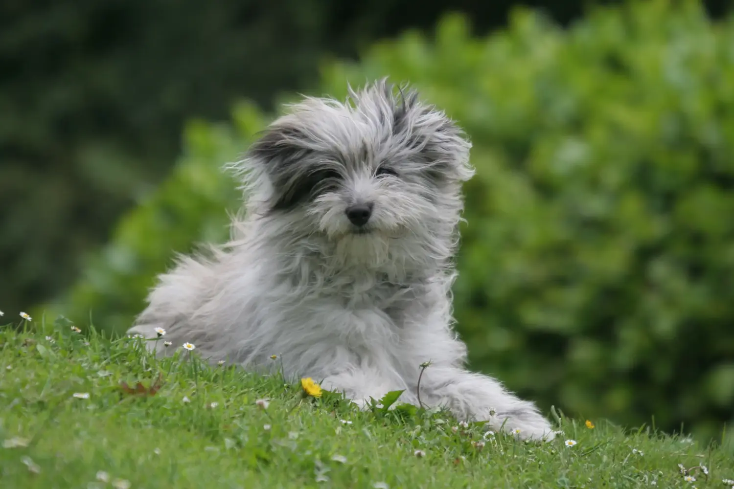Buying a Berger des Pyrenees puppy means taking responsibility! Buy Berger des Pyrenees puppies.