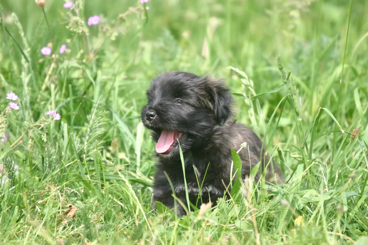 Buying a Berger des Pyrenees puppy means taking responsibility! Buy Berger des Pyrenees puppies.
