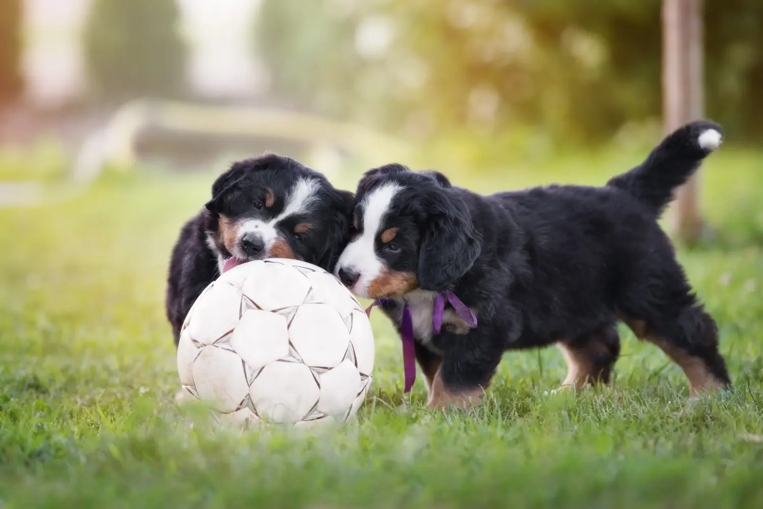 Buying a Bernese Mountain Dog puppy means taking responsibility! Buy Bernese Mountain Dog puppies.