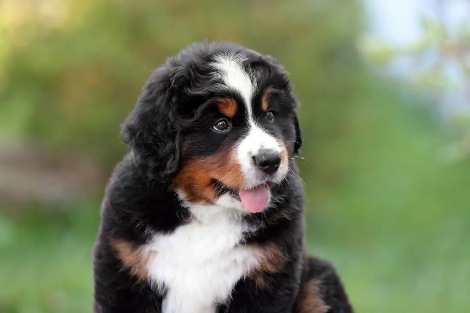 Buying a Bernese Mountain Dog puppy means taking responsibility! Buy Bernese Mountain Dog puppies.