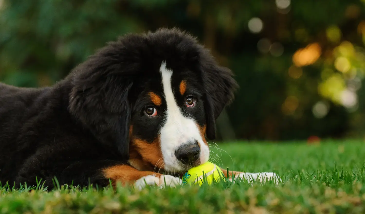 Buying a Bernese Mountain Dog puppy means taking responsibility! Buy Bernese Mountain Dog puppies.