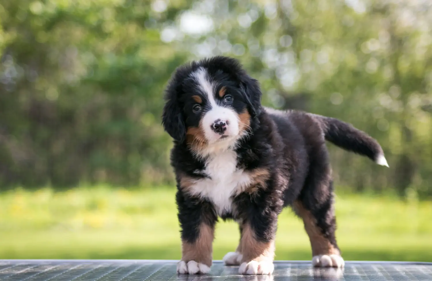 Buying a Bernese Mountain Dog puppy means taking responsibility! Buy Bernese Mountain Dog puppies.