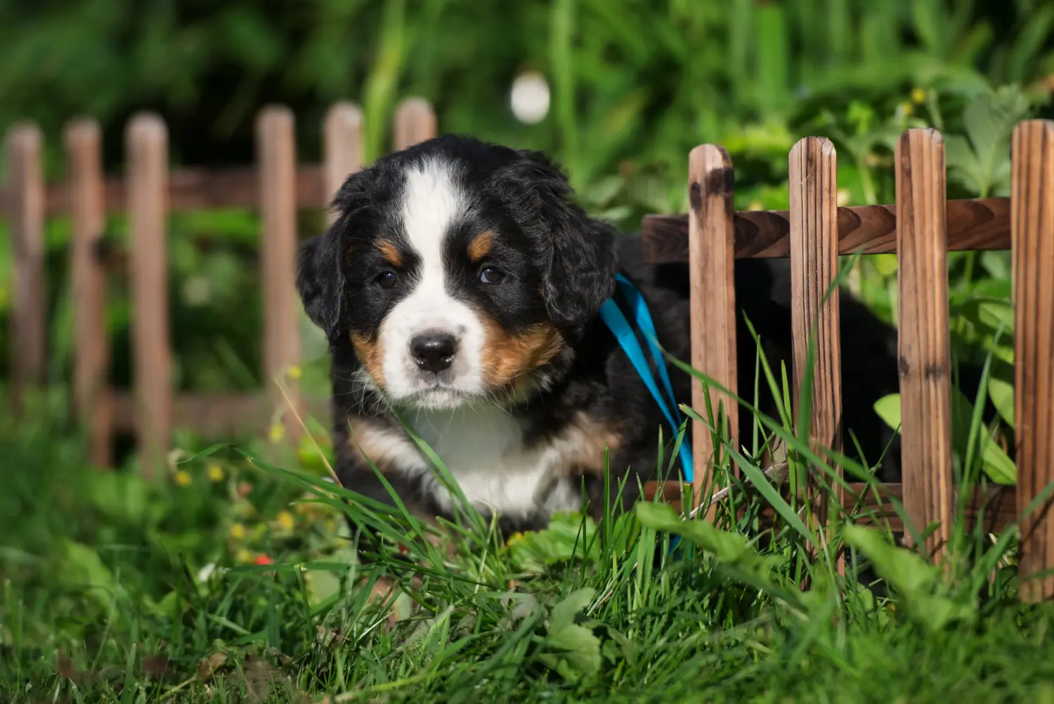 Buying a Bernese Mountain Dog puppy means taking responsibility! Buy Bernese Mountain Dog puppies.