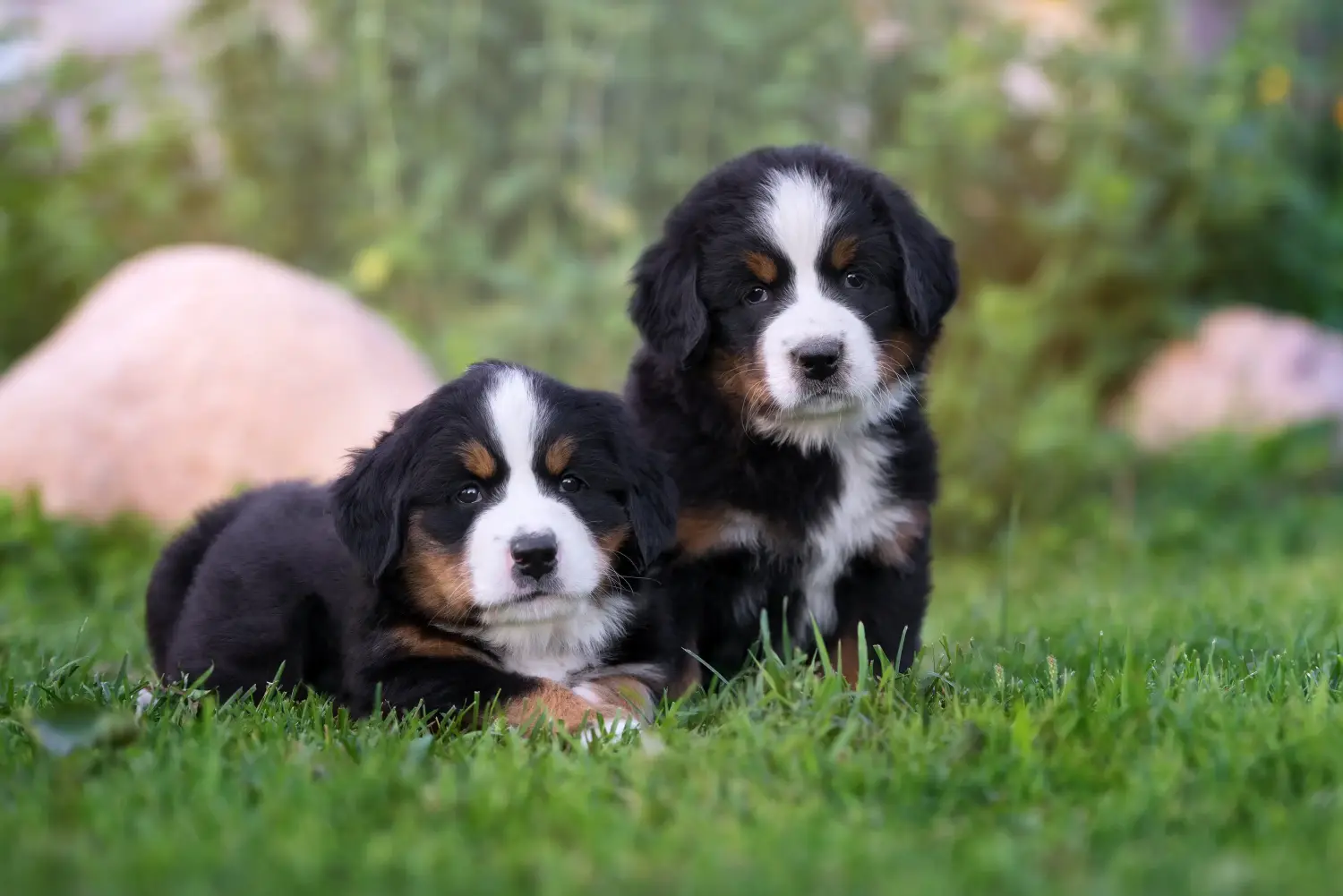 Buying a Bernese Mountain Dog puppy means taking responsibility! Buy Bernese Mountain Dog puppies.